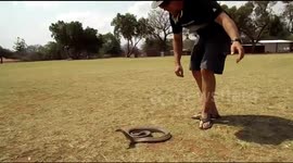 Fiesty Snouted Cobra!