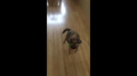 My dog thinks she’s a bucking bronco