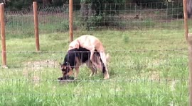 Female Labrador humps Male German Shepherd while he drinks water