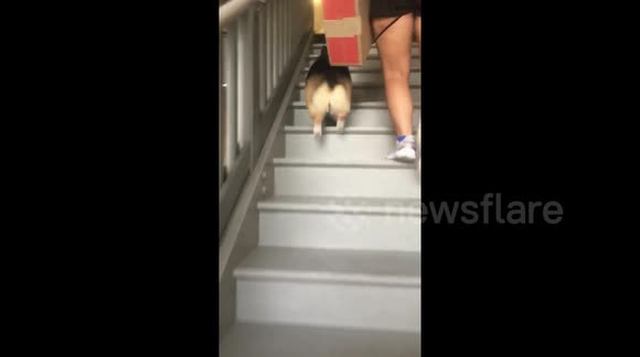 corgi going up stairs