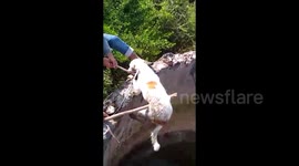 Stray dog rescued from water tank in elaborate rescue in India