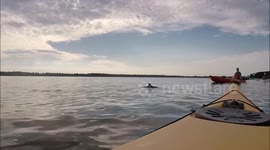 Saving a Wounded Osprey