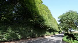 Owner of the highest hedge in the world is billed £90k for getting it trimmed