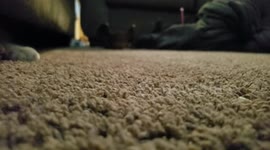 Cat escapes from under couch
