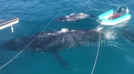 Incredible close encounter with whales off Queensland, Australia