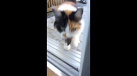 Cat brings owner a lovely 'gift'