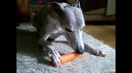 Elderly whippet eating a carrot is very relaxing.