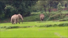 Schoolboy trampled to death by 'agitated' elephant