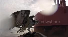 US kayaker rescues osprey from certain death in Virginia river