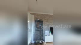 Pet parrot calls Donald Trump a rude word