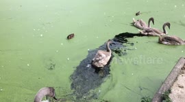 Line of signets follow mum on path in water