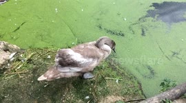 Lone signet chases after siblings and mother