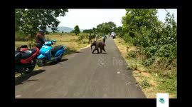 Stray elephant calf chases villagers and overturns bikes in Odisha, India