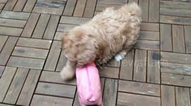 Bowie the dog commits HAMicide