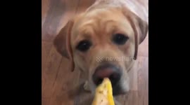 Dog really, really hates eggs