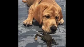 Dog vs crab
