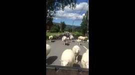 Sheep 
