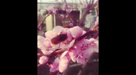 Nature bee on the flower 