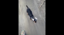 My little friend goat