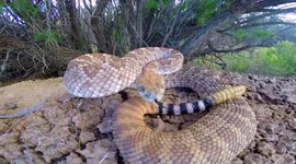 This is also what happens when you play with Rattlesnakes