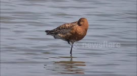 Black Tailed Godwit