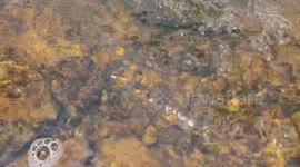 Song of Water, Pebbles under water 4k, Oneplus 6