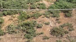 Puffins On Skomer Island