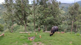 Male Indian gaur grassing