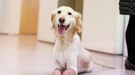 Quadruple amputee pooch who was discovered in a trash bag in South Korea is a finalist in America's most heroic dog competition (NO CAPTIONS)