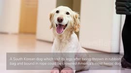 Quadruple amputee pooch who was discovered in a trash bag in South Korea is a finalist in America's most heroic dog competition (CAPTIONED)