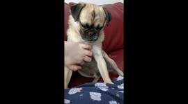 Dog demands owner continues petting him