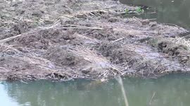 How To Pollute River Water For Jute Processing