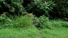 Road Between Jangle ... Full Of Green Road