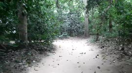 Walking On A Village Rode Both Side Of The Road Are Full Of Tree And Natural Bird Sound