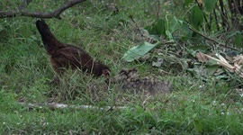 Mother hen and her chickens search for food.