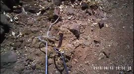 Baby Mozambique Spitting Cobra I caught just now