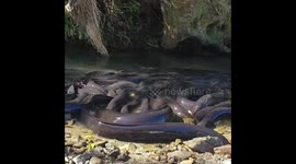 New Zealand longfin Eels