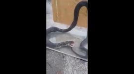 The shocking moment, king cobra regurgitates 5 eggs after raiding a chicken coop in Tamil Nadu, Southern India
