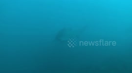 Face to face with a shark.