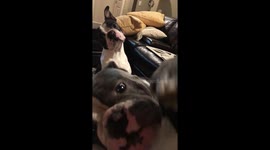 An inquisitive Boston Terrier watches while his brother gets his big ole paws tickled 