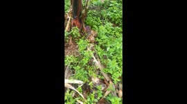 Southern African Python rescued in banana plantation