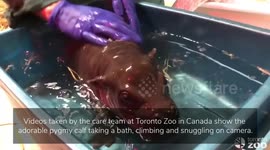 Newborn hippopotamus calf shares her first solid meal of chopped veg with her mum