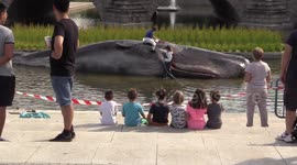 'Beached whale' in middle of Madrid baffles residents