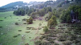 drone atacado por una águila