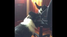 Small Kitten versus Border Collie Puppy