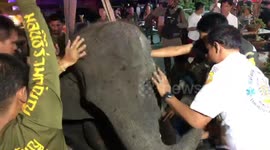 Owner of elephant that died after falling into hole arrested over death