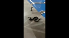 Snake sparks panic after slithering under seats at airport