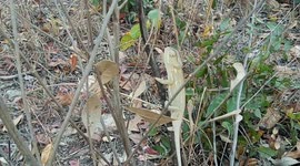 Chameleon walking slowly on a herb.