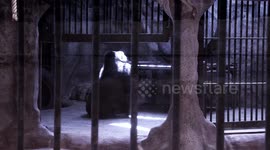 Saddest Zoo in the World