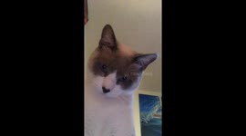 Kitty taking a selfie